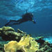 A NOAA diver inspects a damaged reef in Florida