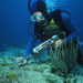 A NOAA diver reattaching living broken coral to a reef