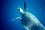 olive ridley turtle underwater