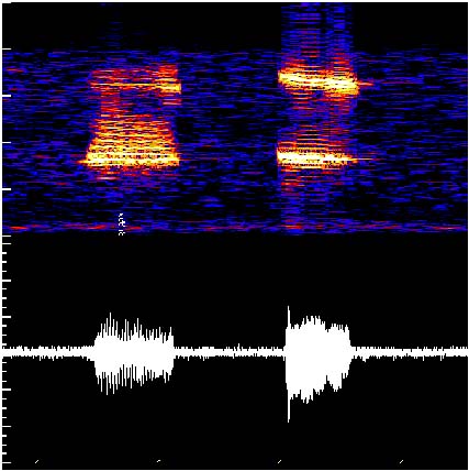 Blue whale spectragram