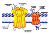 Schematic drawing of a ligand-gated ion channel (left) showing the confluence of individual subunit proteins that define a pore where the ions flow across the cell membrane