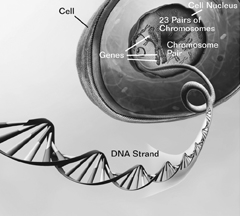 image of cell with nucleus, 23 pairs of chromosomes, genes, a chromosome pair, and a DNA strand labeled