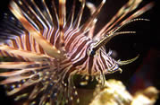 Pterois profile