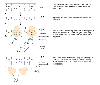 The conversion of genetic information into protein without and with antisense RNA treatment.