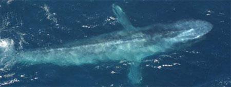 blue whale