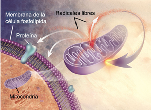 nudos en el tejido cerebral