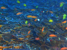 Mesophotic coral and fish