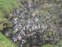 Murres line up on cliff ledges, all facing the cliff wall.