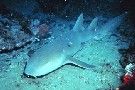 NOAA image of nurse shark by Dr. Matt Gilligan