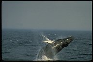 Breaching Whale