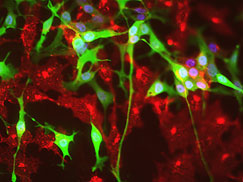 Placode neurons with neural crest cells.