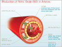 Production of Nitric Oxide (NO) in Arteries
