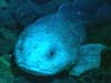 image of deepsea fish