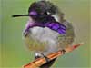 Costa's Hummingbird