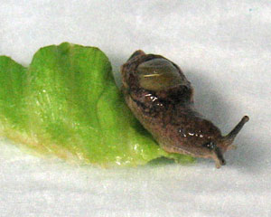 Parmarion martensi: a semi-slug commonly found in Hawaii.