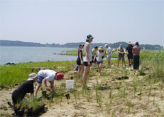 Planting bay grass.