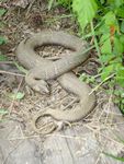 Location 26 - Northern water snake