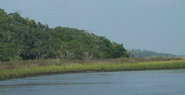 [photograph of coastal georgia showing natural vegetation]