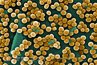 MRSA Bacteria