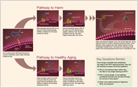 Diagram of pathways of AD
