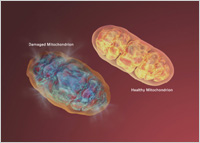 Diagram of damaged and healthy Mitochondrion