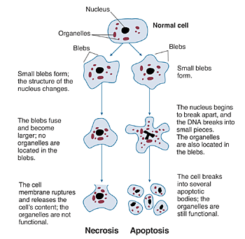 Structural changes of cells undergoing necrosis or apoptosis