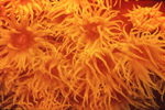 soft corals asia