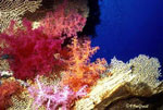 soft corals middle east