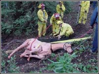 Photo of a horse rescue.