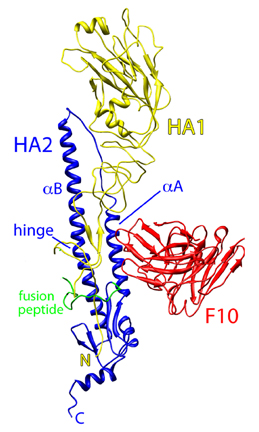 Ribbon diagram of the influenza virus H5 hemagglutinin