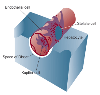 Cells of the hepatic sinusoid