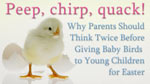 eCard: Peep, chirp, quack! Why Parents Should Think Twice Before Giving Baby Birds to Young Children for Easter