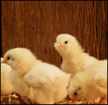 Photo: Chicks