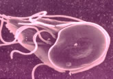Scientific close-up photo of a giardia parasite