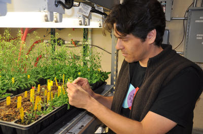 Sean Cutler, an assistant professor of plant cell biology at UC Riverside, examines an <i>Arabidopsis</i> plant.  Photo credit: UCR Strategic Communications.