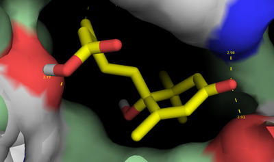 A hypothetical model of what abscisic acid (ABA) looks like when bound to the receptor protein, PYR1.  The yellow molecule is ABA and it is bound inside a pocket of PYR1. The colored regions in PYR1 (blue red, connected by dashed lines) show parts of PYR1 that are predicted to contact ABA. The distances between contacts points are shown with numbers (units = angstroms). Image credit: Cutler lab, UC Riverside.