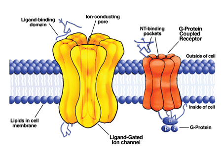 Schematic drawing of a ligand-gated ion channel (left) showing the confluence of individual subunit proteins that define a pore where the ions flow across the cell membrane
