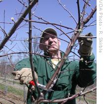 Half Crown Hill Orchard's owner Craig Senovich does some early spring pruning