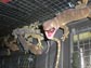 Photo of tokay geckos in a cage.