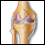 Illustration: Knee joint