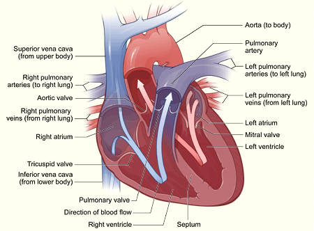 Illustration of a healthy heart cross-section 