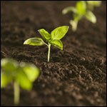 Photo: Sprouting plants