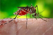 Dengue is transmitted by the Aedes mosquito.