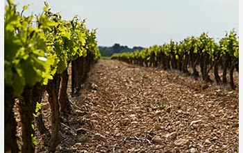 Photo of rows of crops.