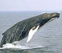 Photo of whale.