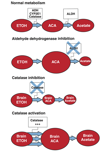 Schematic representation of the metabolism of ethanol (ETOH) and the effects of aldehyde dehydrogenase (ALDH) inhibitors and catalase modulators