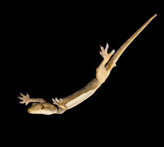 A flat-tailed house gecko skydiving