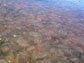 Photo of a jellyfish swarm.