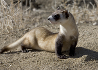 Black-footed ferret recovery has benefited from past TWG efforts. Credit: USFWS