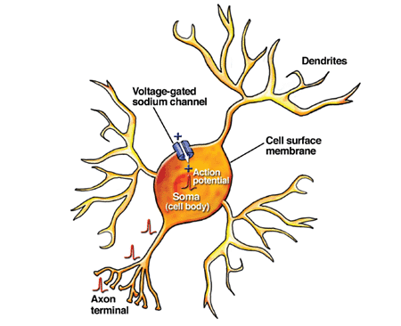 Schematic drawing of a neuron showing dendrites, where neurons receive chemical input from other neurons; soma (cell body); and axon terminal, where neurons communicate information to other cells